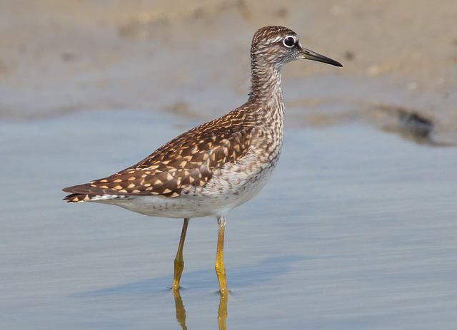 Wood Sandpiper