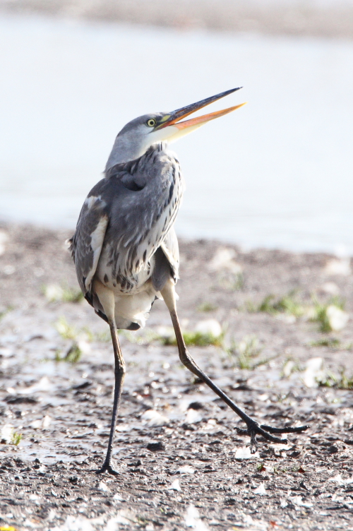 Grey Heron