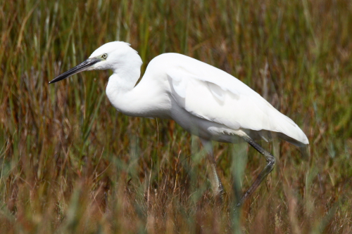 Little Egret
