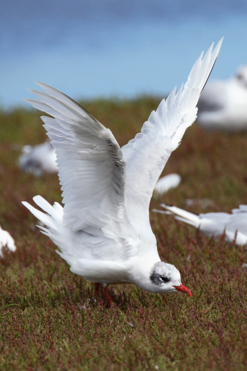 Mediterranean Gull