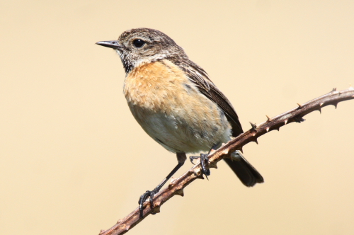 Stonechat
