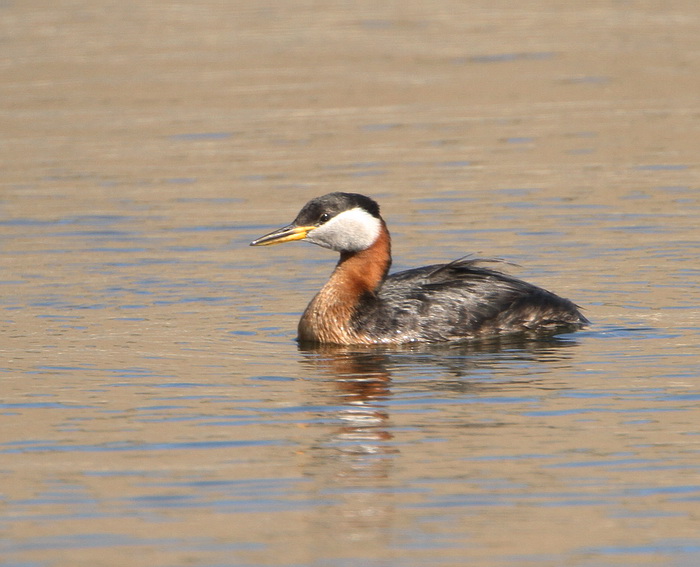 Red-necked Grebe