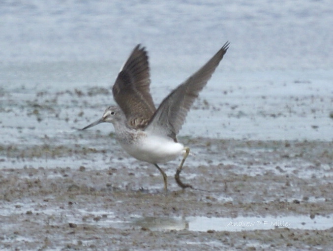 Greenshank