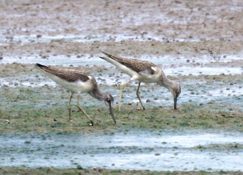 Greenshank