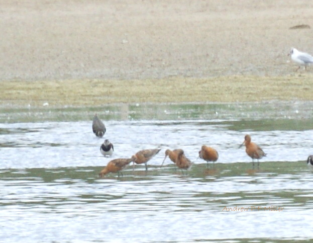 Black-tailed Godwit