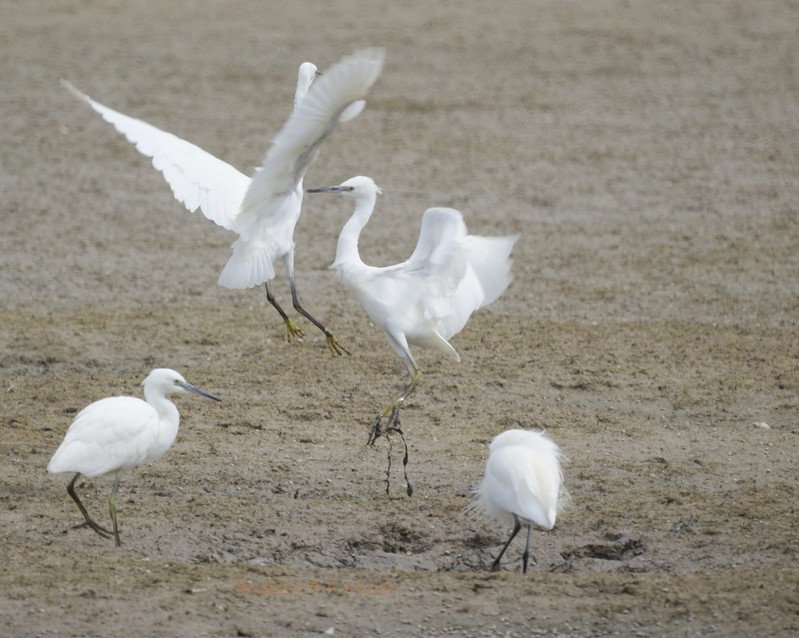 Little Egret