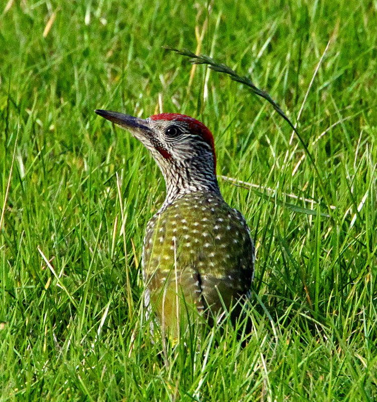 Green Woodpecker