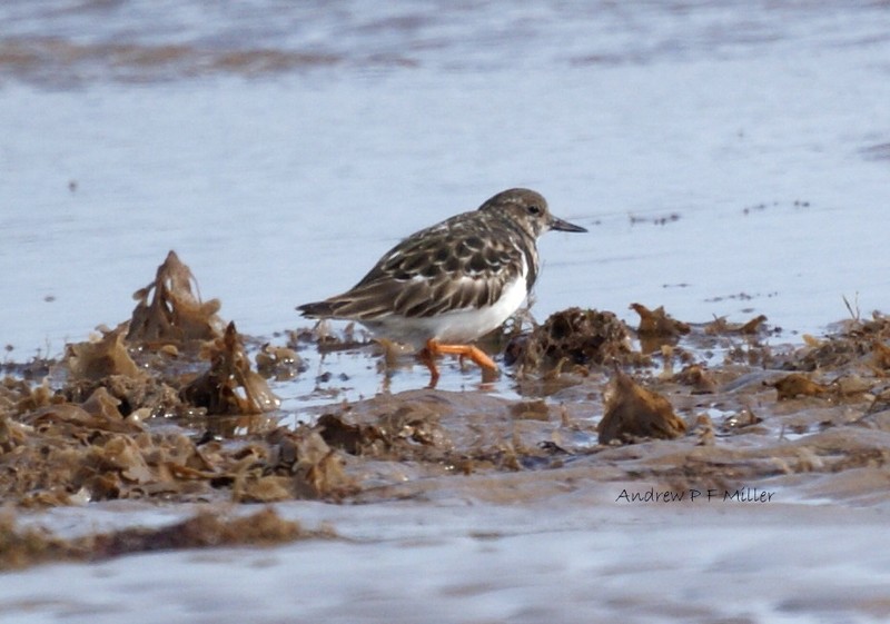 Turnstone