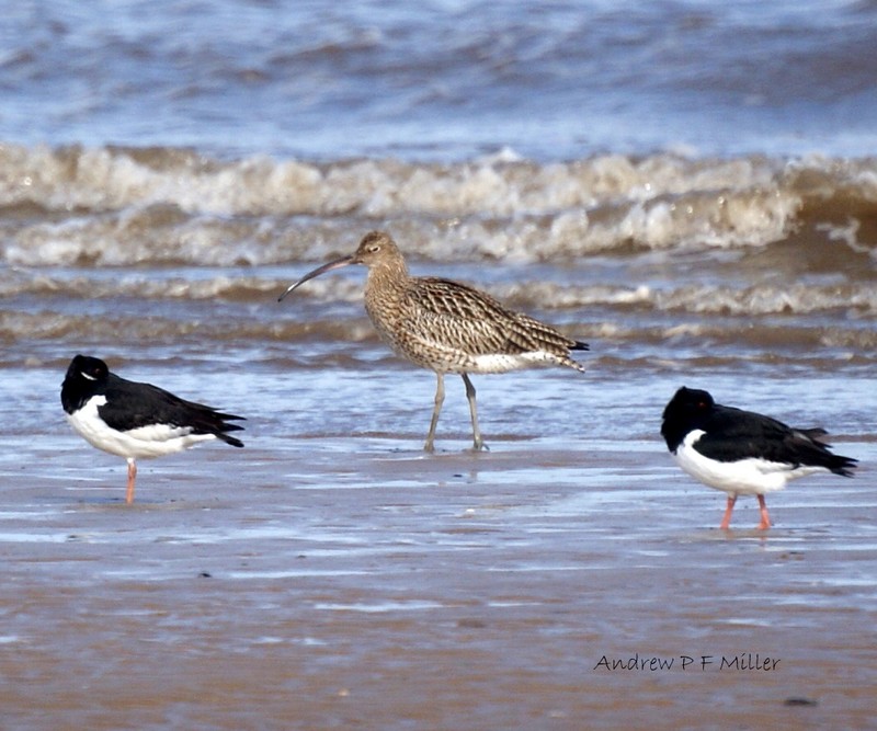 Curlew