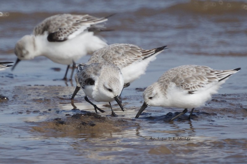 Sanderling