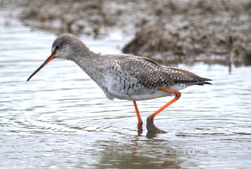 Spotted Redshank