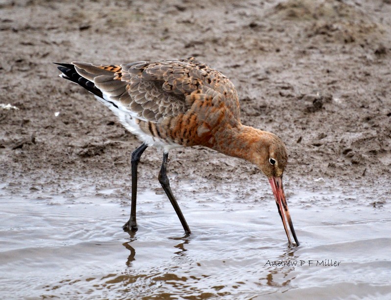 Black-tailed Godwit