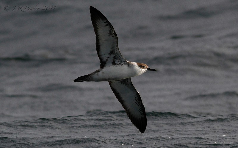 Great Shearwater