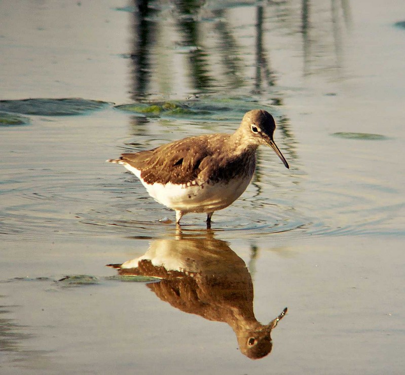 Green Sandpiper
