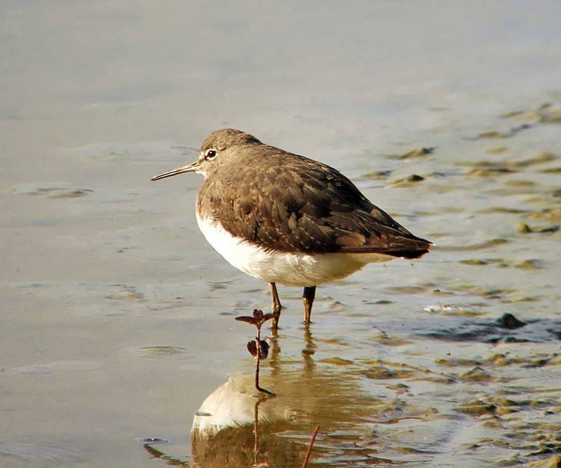 Green Sandpiper