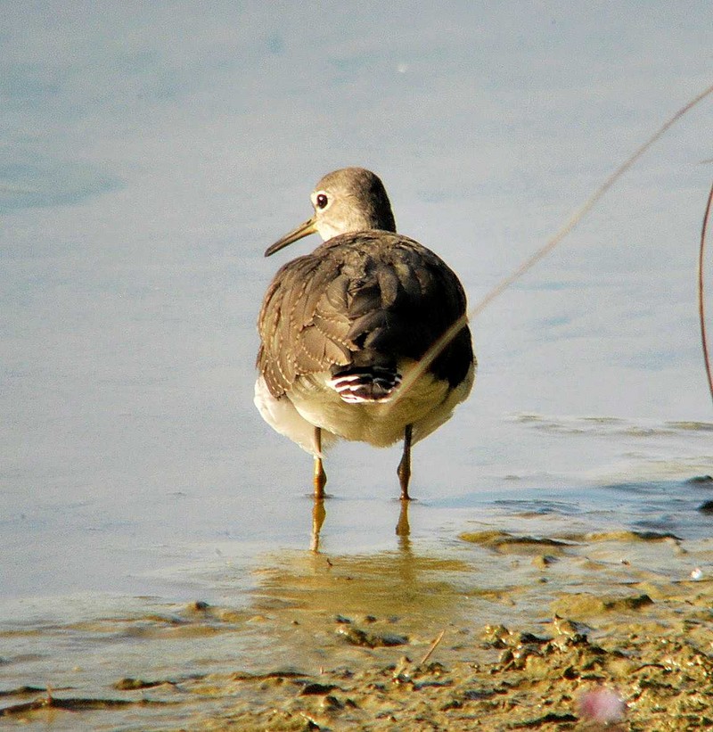 Green Sandpiper