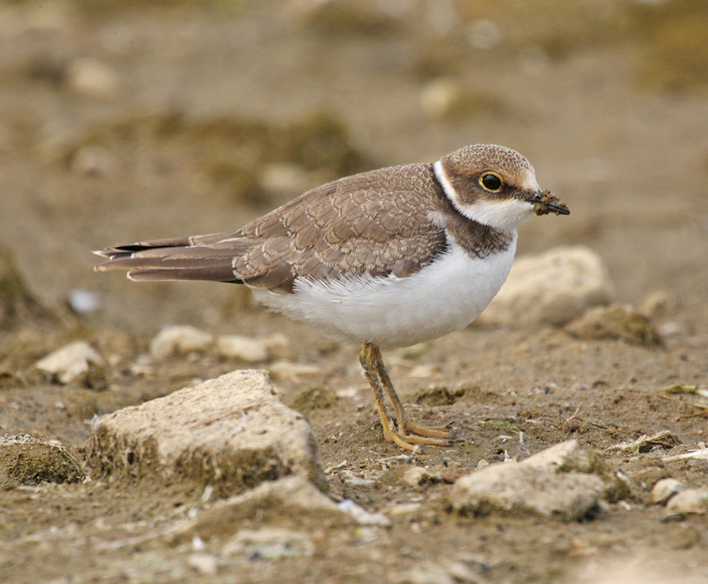 Little Ringed Plover