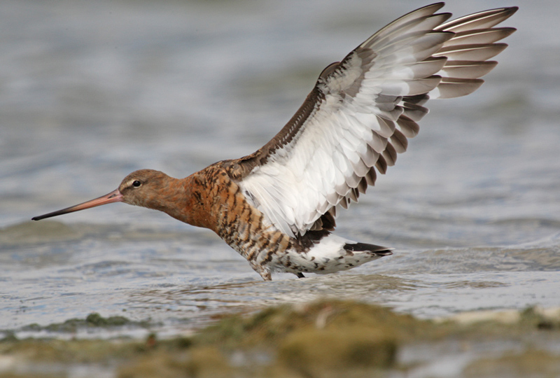 Black-tailed Godwit
