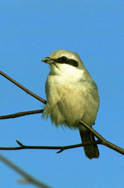 Great Grey Shrike