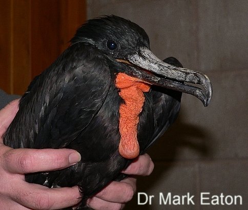 Magnificent Frigatebird