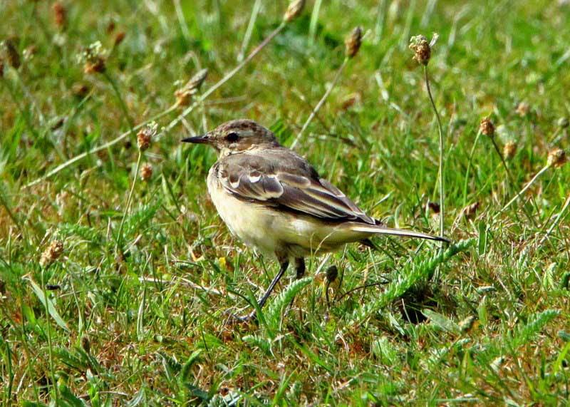 Yellow Wagtail