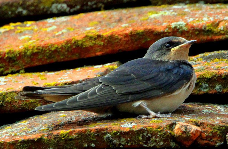 Swallow