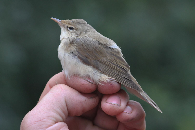 Marsh Warbler