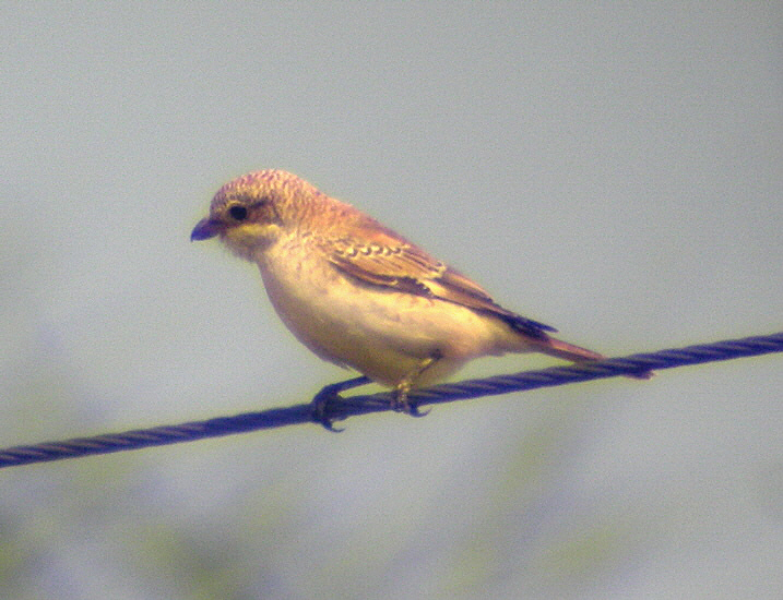 Woodchat Shrike