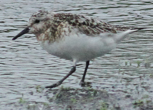Sanderling