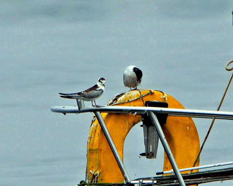 White-winged Black Tern
