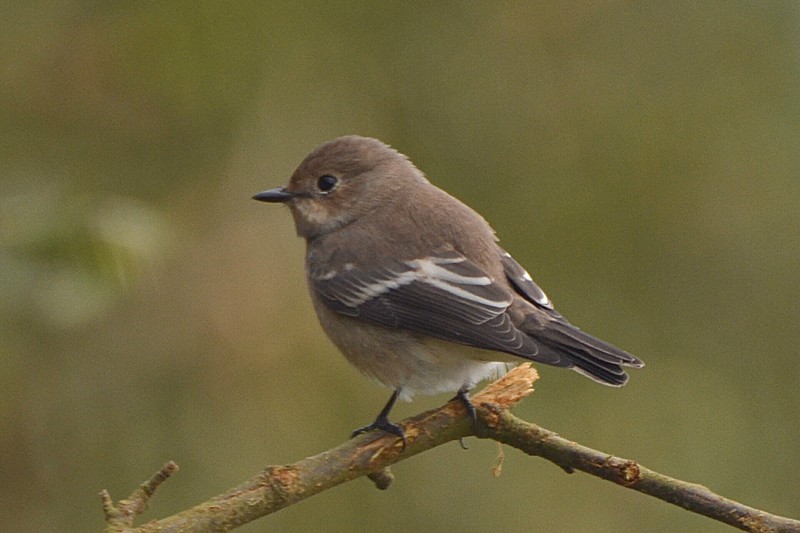 Pied Flycatcher