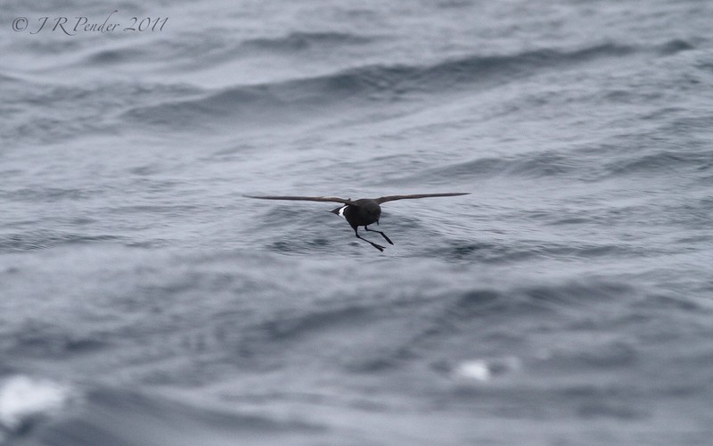 Wilson's Petrel