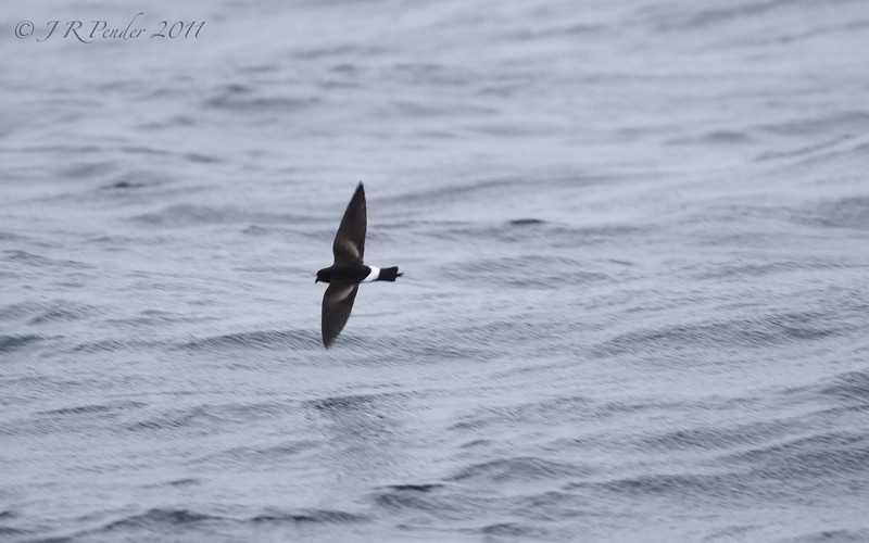Wilson's Petrel
