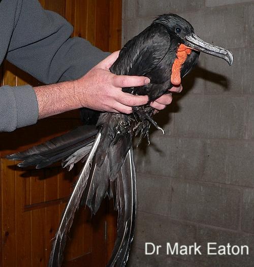 Magnificent Frigatebird