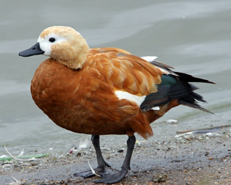 Ruddy Shelduck