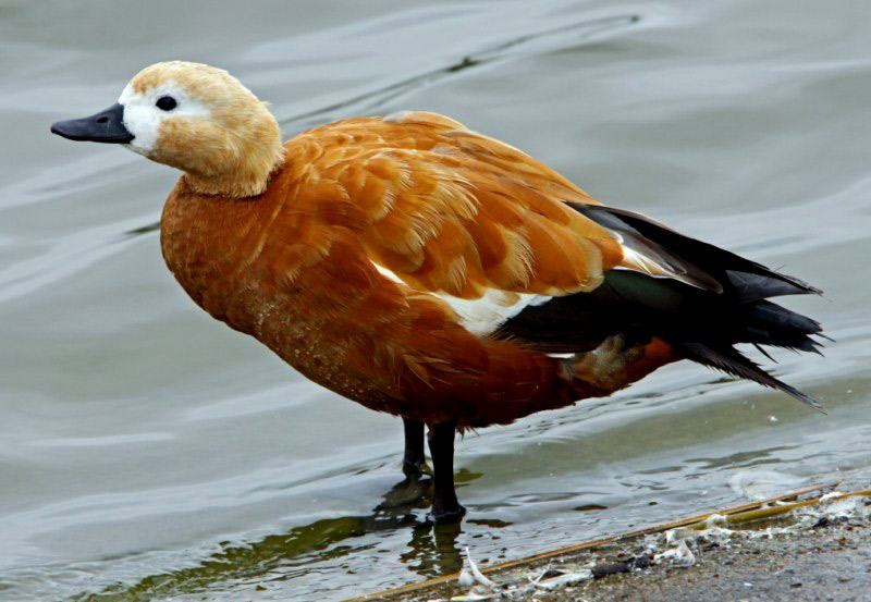 Ruddy Shelduck