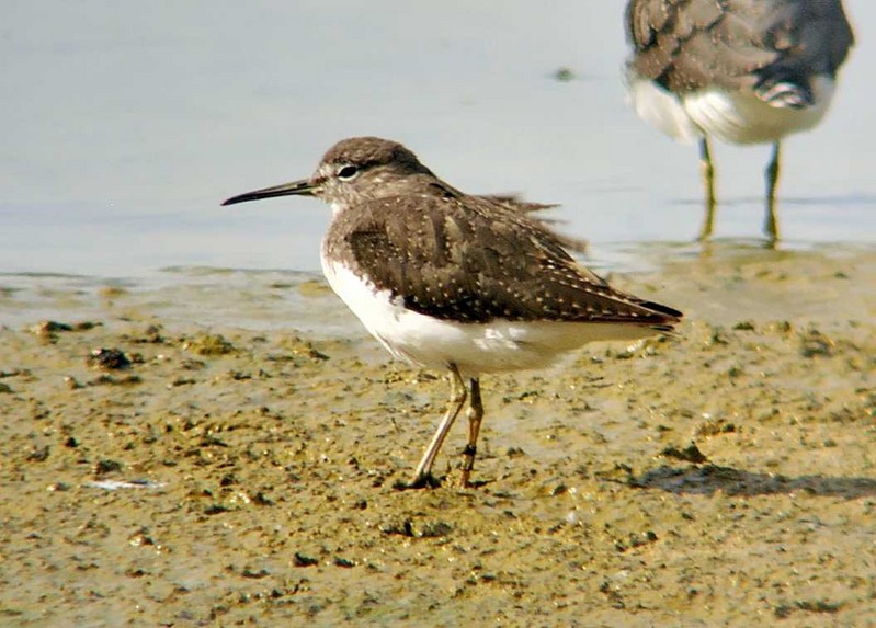 Green Sandpiper