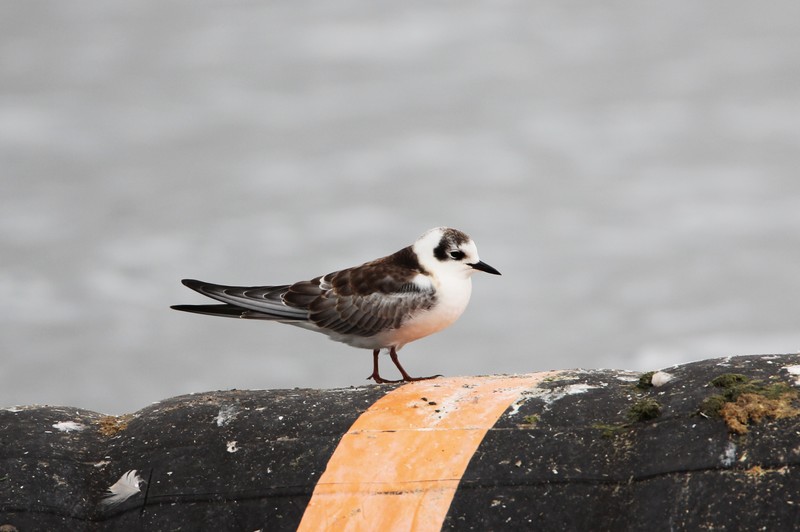 White-winged Black Tern