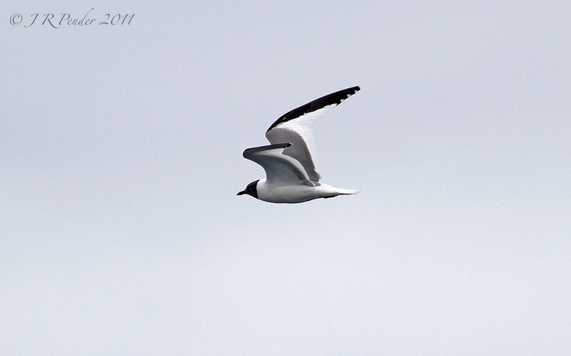 Sabine's Gull