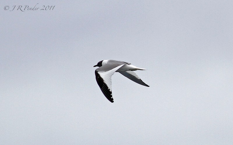 Sabine's Gull