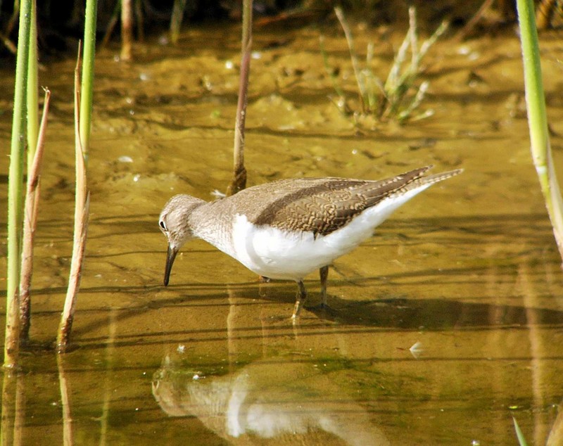 common Sandpiper