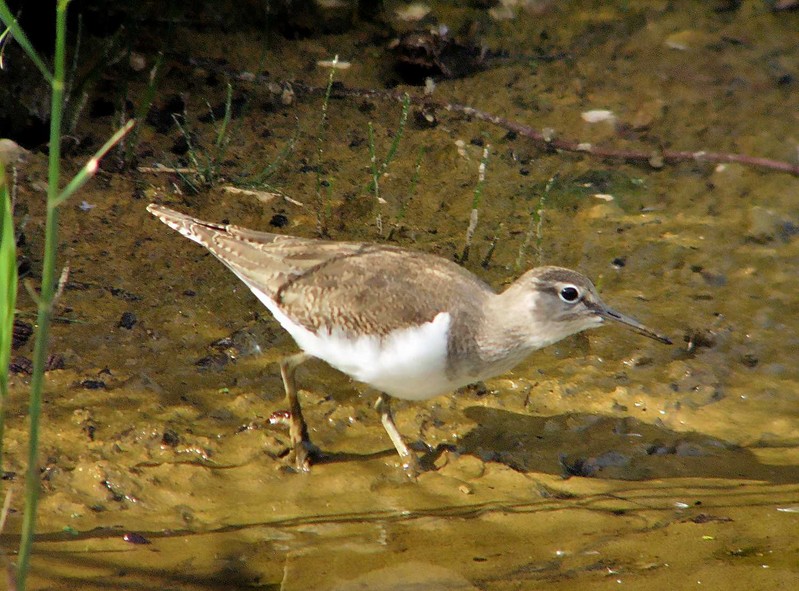 Common Sandpiper