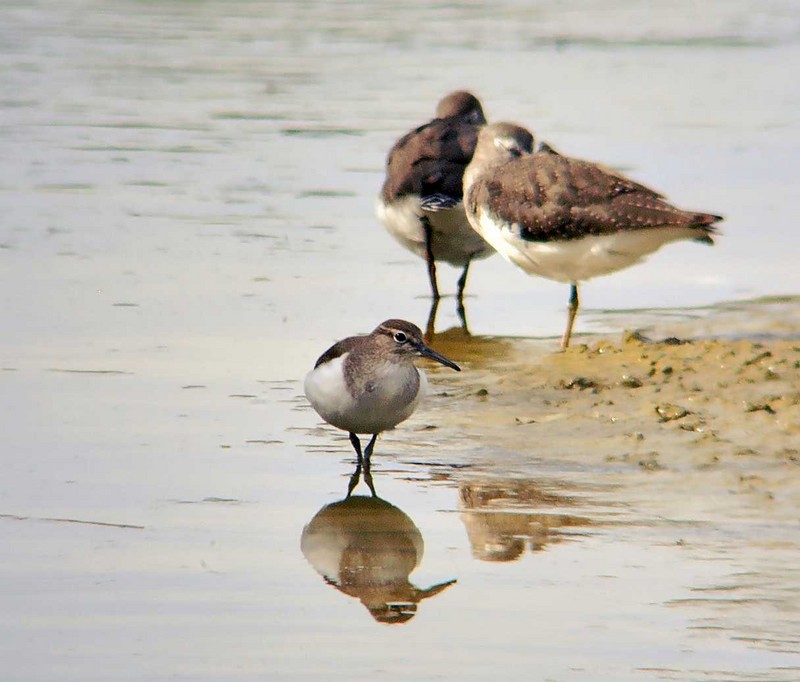 Common Sandpiper