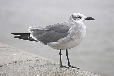 Laughing Gull