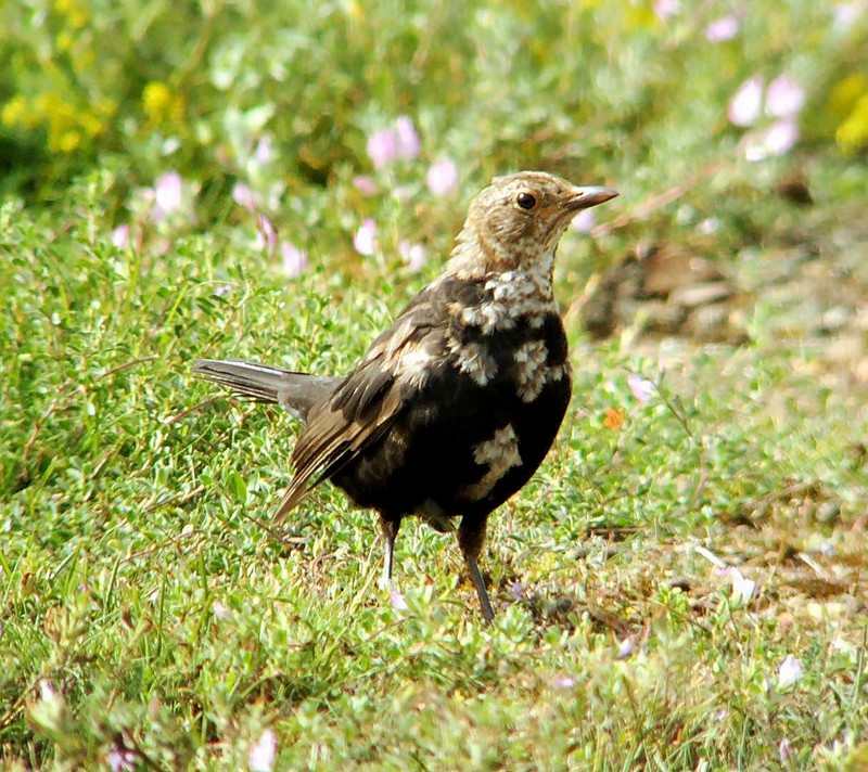 blackbird