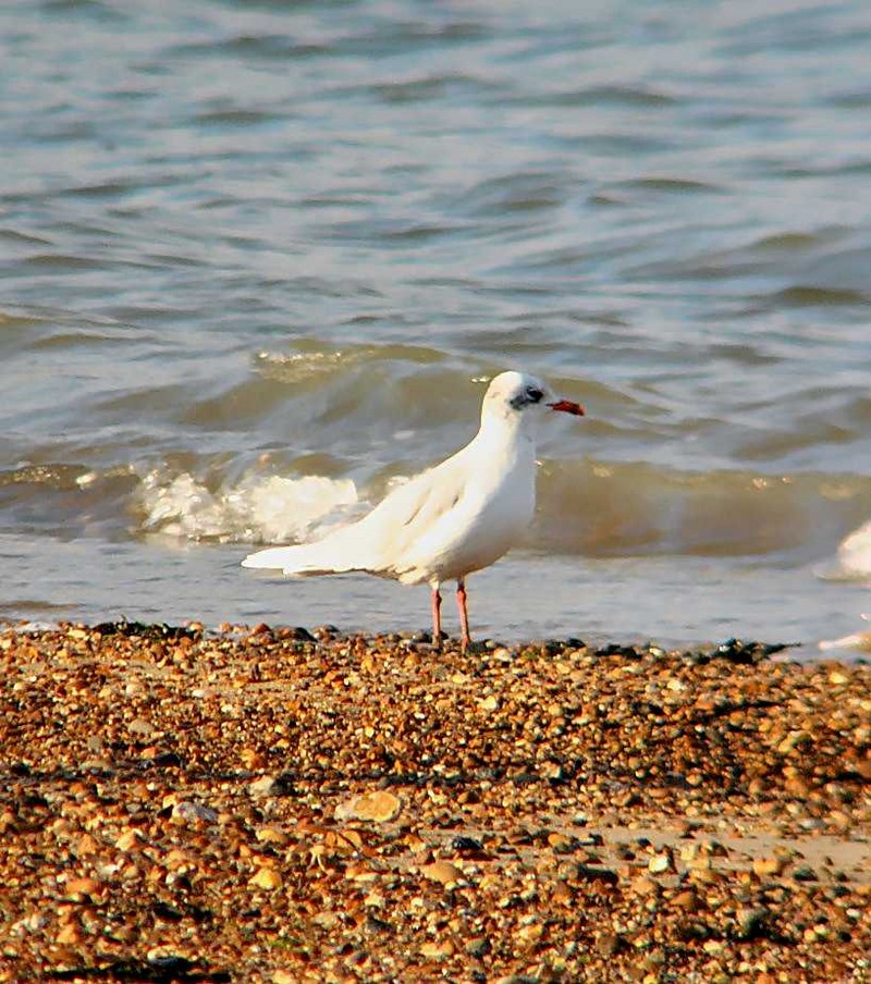 Mediterranean Gull
