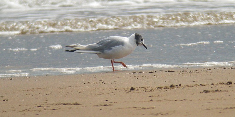 Bonaparte's Gull
