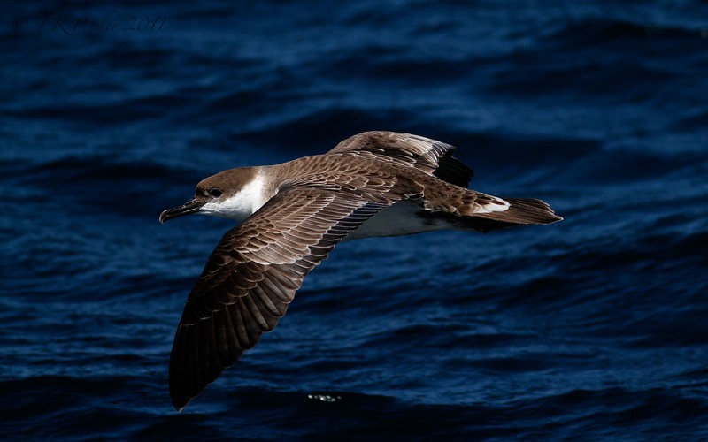 Great Shearwater