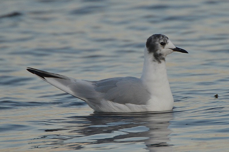 Bonaparte's Gull