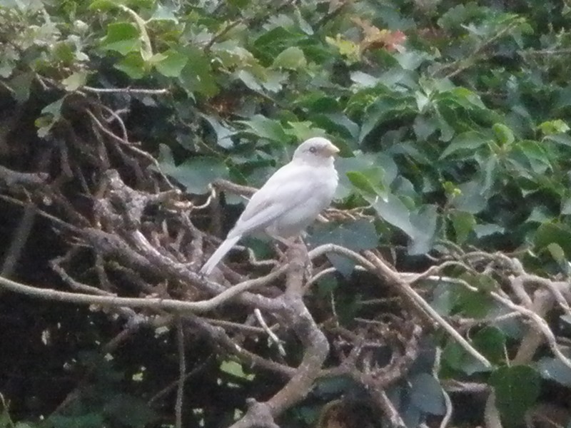House Sparrow